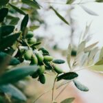Le Collet Blanc - olive - Carbonel 1